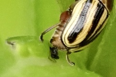 Cryptocephalus venustus