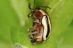 Cryptocephalus venustus