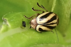 Cryptocephalus venustus