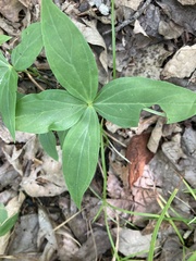 Spigelia marilandica