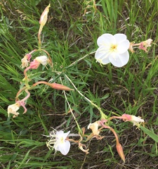 Oenothera nuttallii
