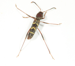 Neoclytus acuminatus
