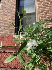 Lathyrus latifolius