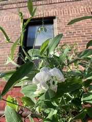 Lathyrus latifolius