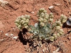 Physaria acutifolia