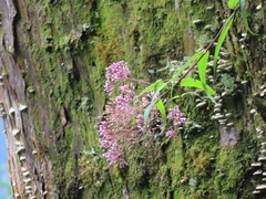 Eupatorium chinense tozanense