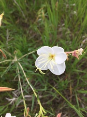 Oenothera nuttallii