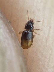 Mioptachys flavicauda