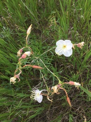 Oenothera nuttallii
