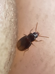 Mioptachys flavicauda