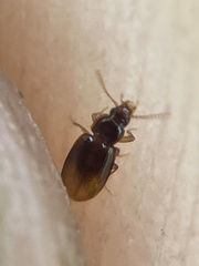 Mioptachys flavicauda