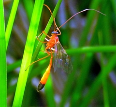 Enicospilus ramidulus