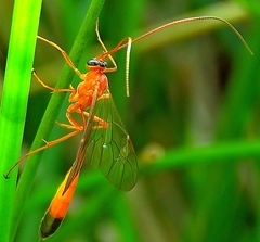 Enicospilus ramidulus