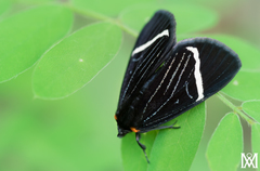 Alypiodes walkeri