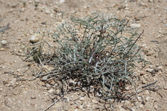 Astragalus casei