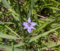 Sisyrinchium mucronatum