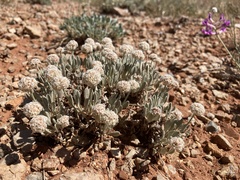 Eriogonum pauciflorum