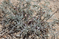 Astragalus casei