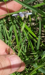 Sisyrinchium mucronatum