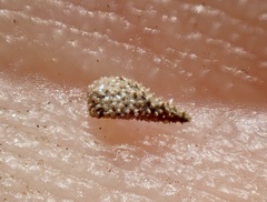 Cryptantha intermedia johnstonii