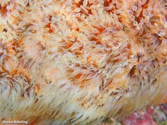 Polycyathus muellerae