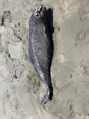 Phocoena phocoena vomerina