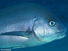 Plectorhinchus mediterraneus