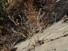 Cryptantha intermedia johnstonii