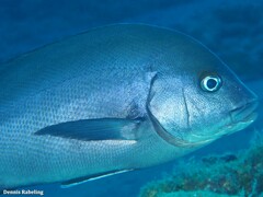 Plectorhinchus mediterraneus