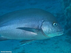 Plectorhinchus mediterraneus