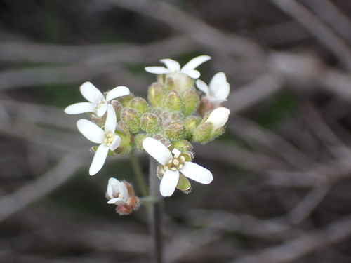Image of Sandbergia whitedii by no rights reserved