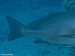 Plectorhinchus mediterraneus