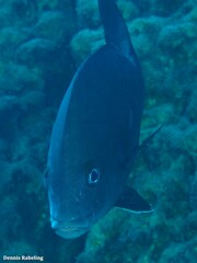 Plectorhinchus mediterraneus