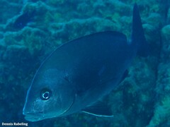 Plectorhinchus mediterraneus
