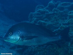 Plectorhinchus mediterraneus