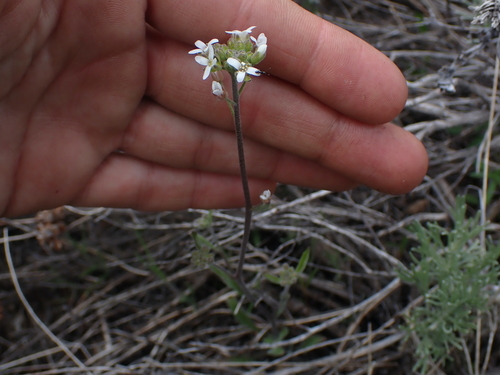 Image of Sandbergia whitedii by no rights reserved