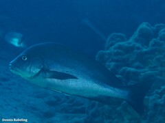 Plectorhinchus mediterraneus