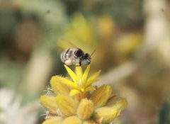 Exomalopsini