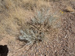 Senecio flaccidus flaccidus