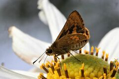 Vinius pulcherrimus