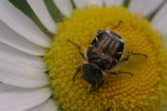Trichiotinus affinis