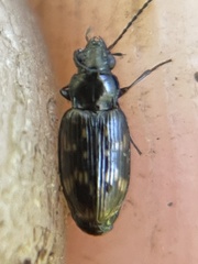 Bembidion semipunctatum
