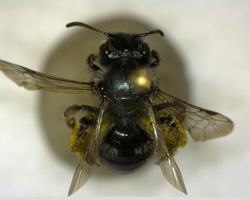 iNaturalist observation photo of Mining Bees