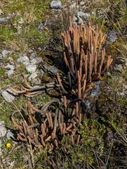 Phlegmariurus crassus