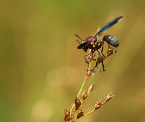 Physocephala floridana