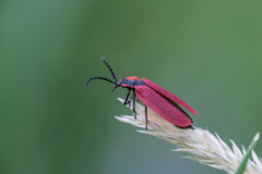 Lycus sanguinipennis