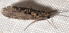 Dolophilodes distinctus