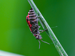 Lycus sanguinipennis