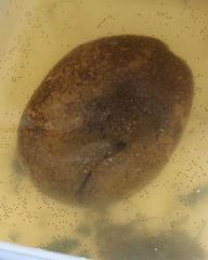 Pectinatella magnifica