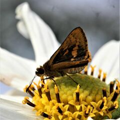 Vinius pulcherrimus